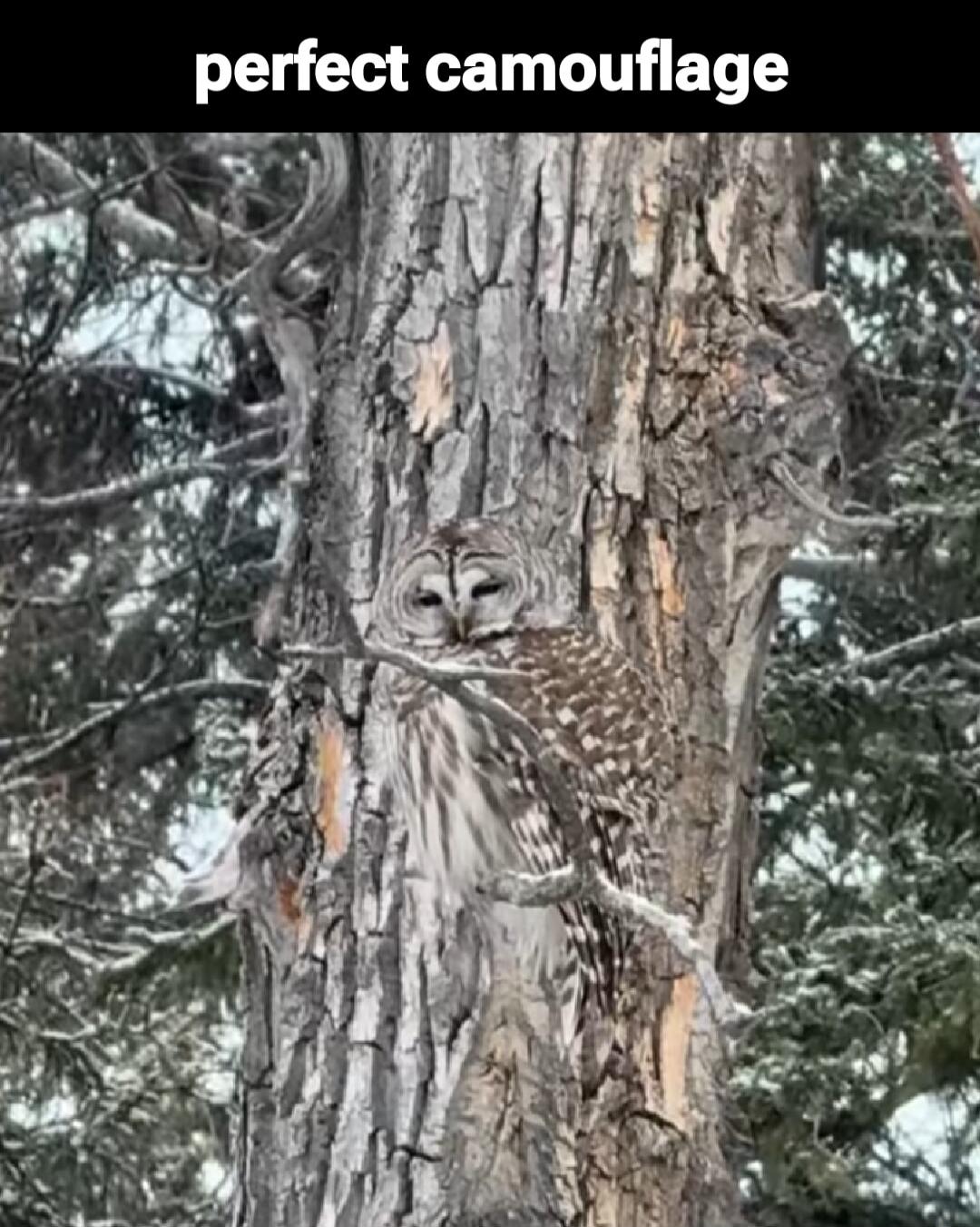 perfect camouflage