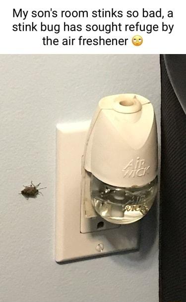 My sons room stinks so bad a stink bug has sought refuge by the air freshener