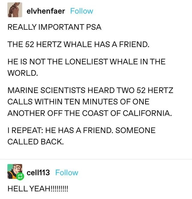 elvhenfaer Follow REALLY IMPORTANT PSA THE 52 HERTZ WHALE HAS A FRIEND HE IS NOT THE LONELIEST WHALE IN THE WORLD MARINE SCIENTISTS HEARD TWO 52 HERTZ CALLS WITHIN TEN MINUTES OF ONE ANOTHER OFF THE COAST OF CALIFORNIA REPEAT HE HAS A FRIEND SOMEONE CALLED BACK Ecelms Follow HELL YEAHI 9083 notes o D u