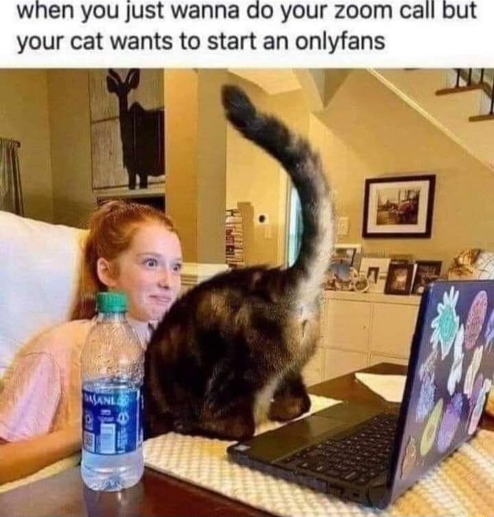 when you just wanna do your zoom ca your cat wants to start an onlyfans