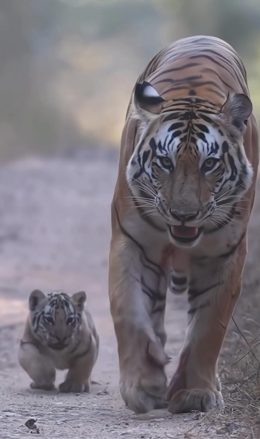 A tiger and cub walking on a dirt path toward the camera.