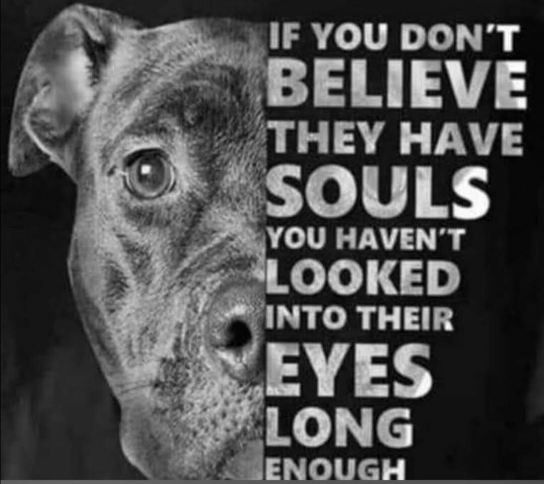 IF YOU DON'T BELIEVE THEY HAVE SOULS YOU HAVEN'T LOOKED INTO THEIR EYES LONG ENOUGH