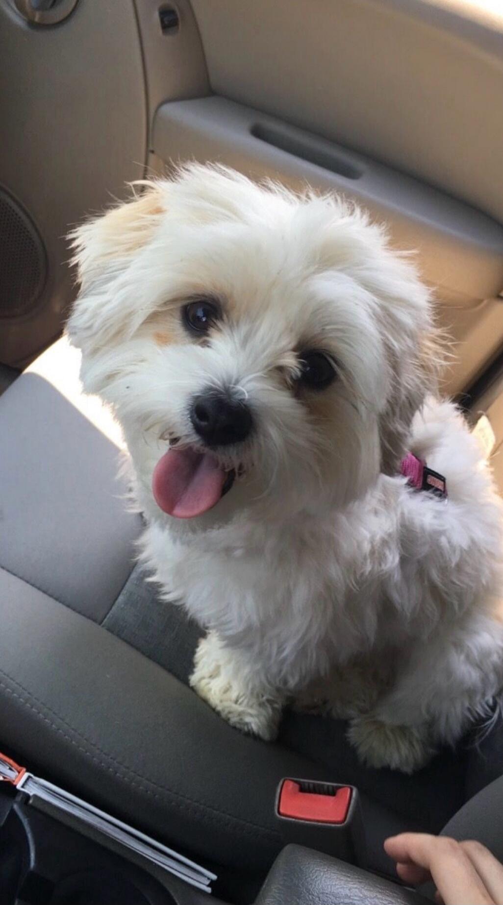 A small white fluffy dog sitting in a car with its tongue out.
