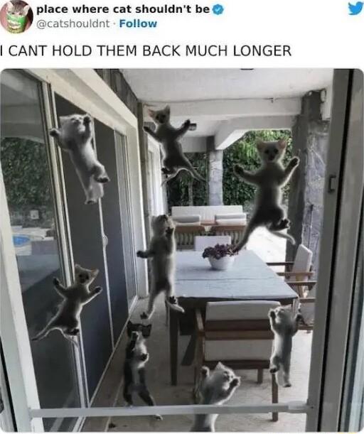 7 place where cat shouldnt be CANT HOLD THEM BACK MUCH LONGER
