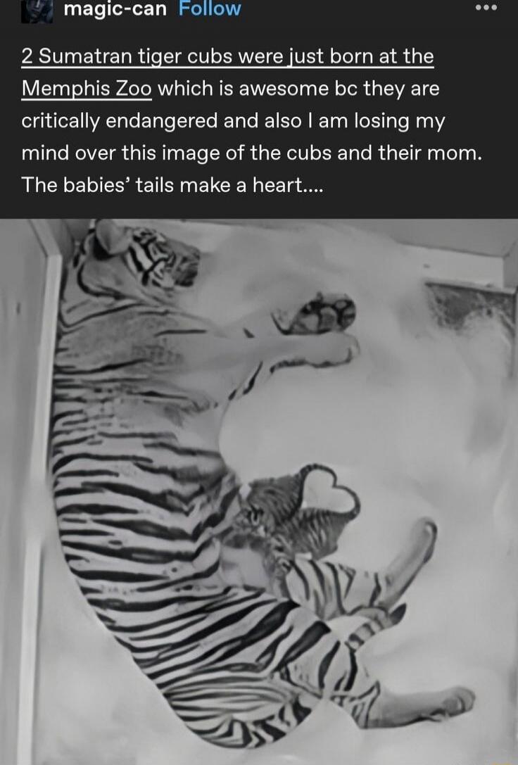 2 Sumatran tiger cubs were just born at the Memphis Zoo which is awesome bc they are critically endangered and also I am losing my mind over this image of the cubs and their mom. The babies' tails make a heart....