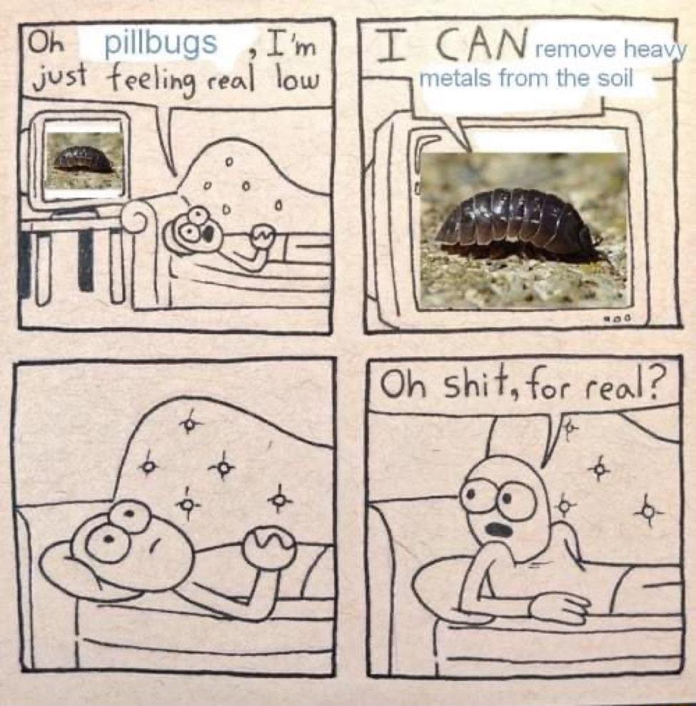 Oh pillbugs Im Just feeling ceal low