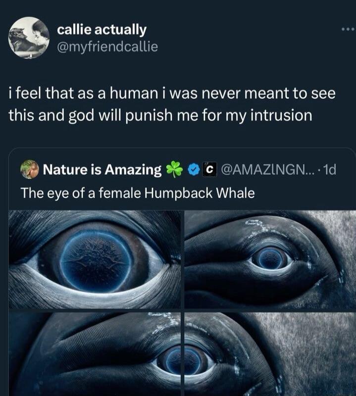 CENEETEY myfriendcallie RCERGEIEEE DT ENIERGEVE EE T ST this and god will punish me for my intrusion Nature is Amazing AMAZINGN 1d The eye of a female Humpback Whale O