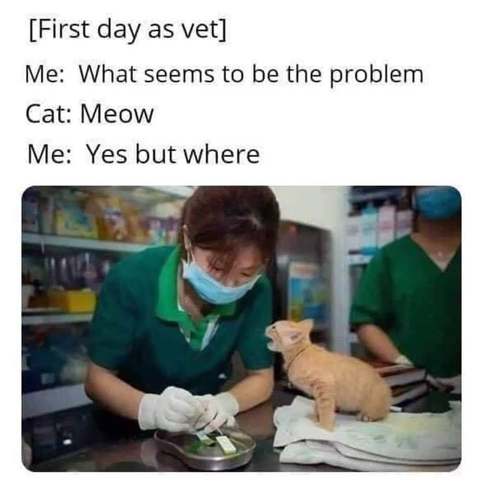 First day as vet Me What seems to be the problem Cat Meow Me Yes but where