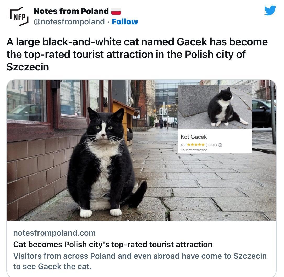 Notes from Poland ws L L notesfrompoland Follow Alarge black and white cat named Gacek has become the top rated tourist attraction in the Polish city of Szczecin notesfrompolandcom Cat becomes Polish citys top rated tourist attraction Visitors from across Poland and even abroad have come to Szczecin to see Gacek the cat