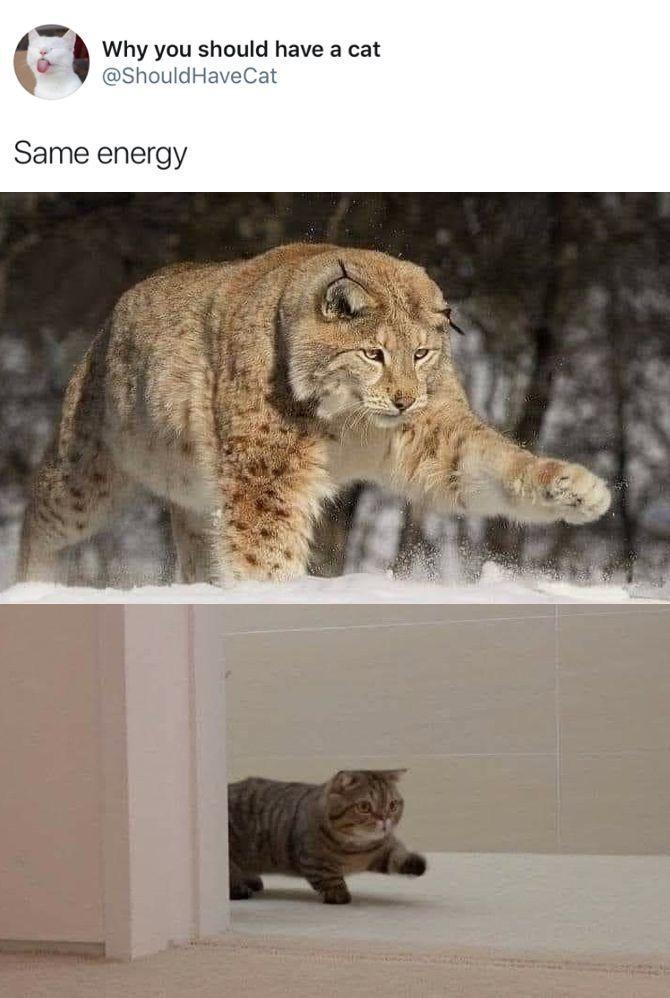 A Why you should have a cat ShouldHaveCat Same energy