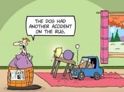 The dog had another accident on the rug.