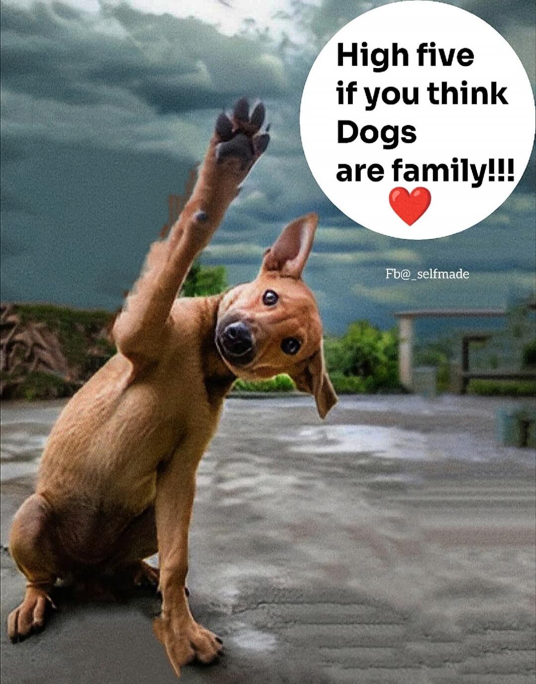 High five if you think Dogs are family!!! ❤️