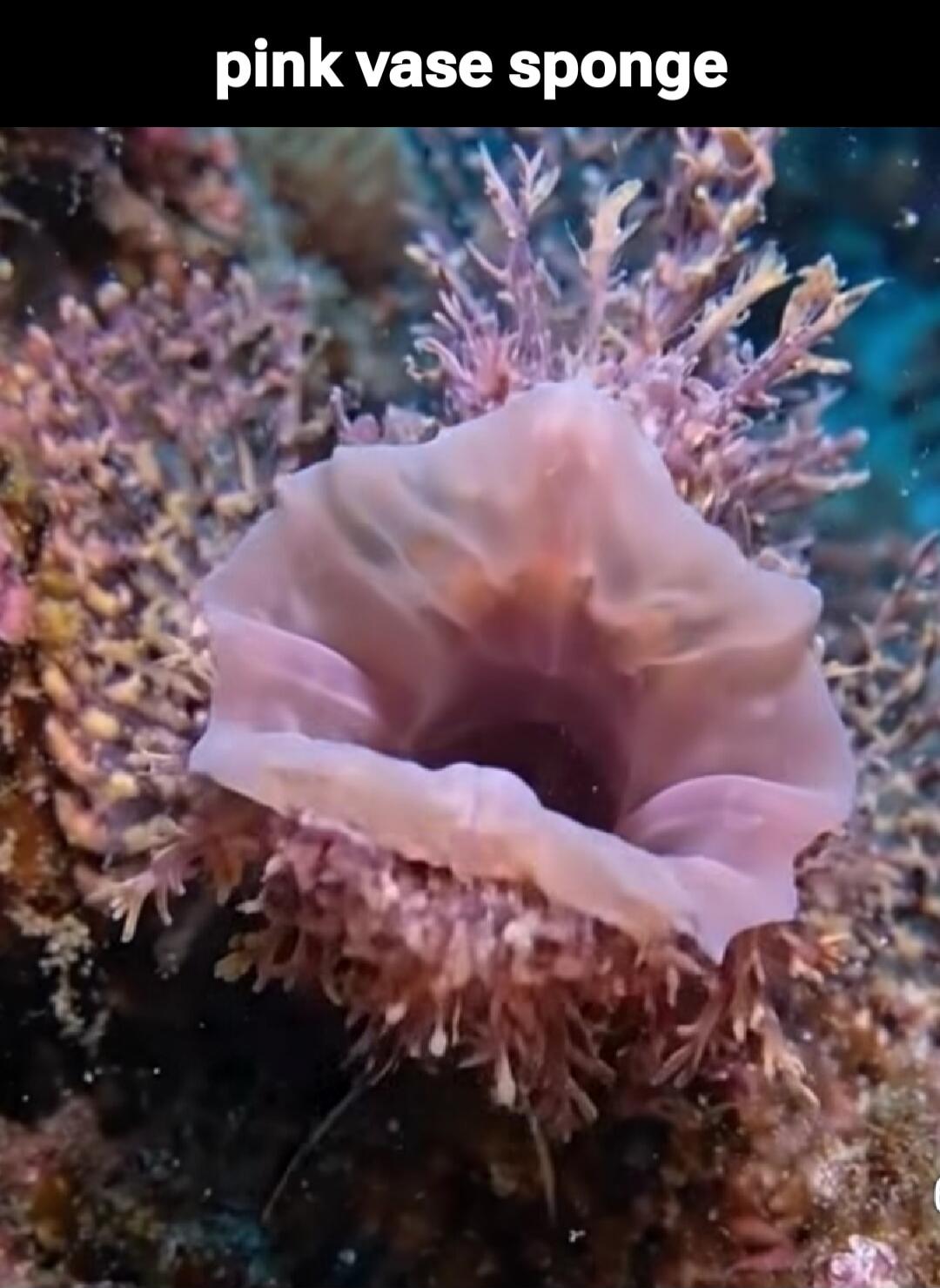 pink vase sponge