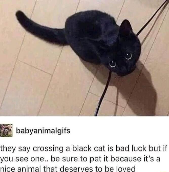 E babyanimalgifs they say crossing a black cat is bad luck but if you see one be sure to pet it because its a nice animal that deserves to be loved