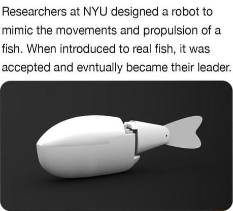 Researchers at NYU designed a robot to mimic the movements and propulsion of a fish When introduced to real fish it was accepted and evntually became their leader