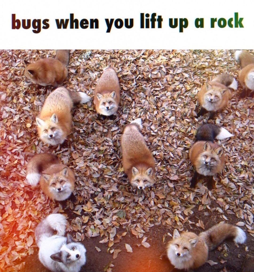 bugs when you lift up a rock