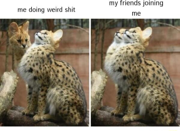 my friends joining me doing weird shit me