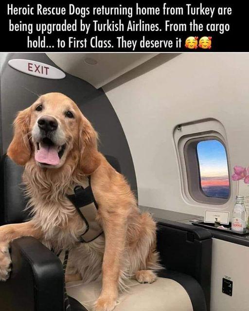 Heroic Rescue Dogs refurning home from Turkey are being upgraded by Turkish Airlines From the cargo hold to First Class They deserve it i8