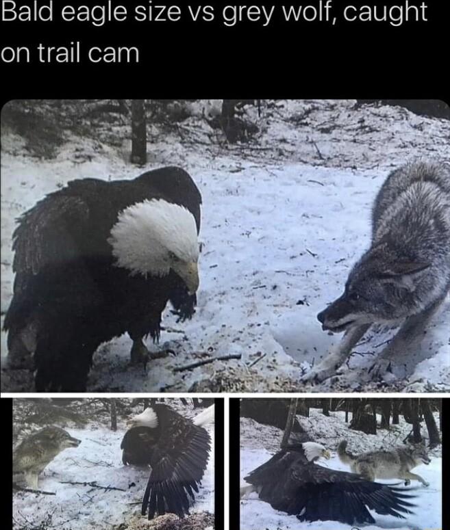 e JeteTe SRSVASAVENe SR o Mez N 0 a1d on trail cam