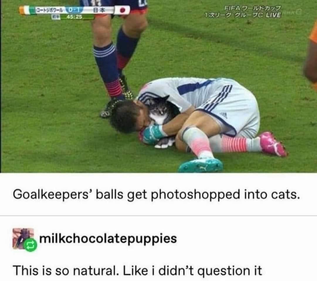 Goalkeepers balls get photoshopped into cats milkchocolatepuppies This is so natural Like i didnt question it