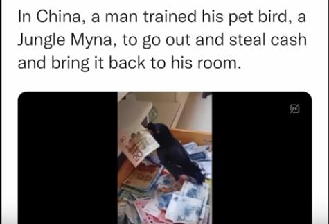 In China a man trained his pet bird a Jungle Myna to go out and steal cash and bring it back to his room