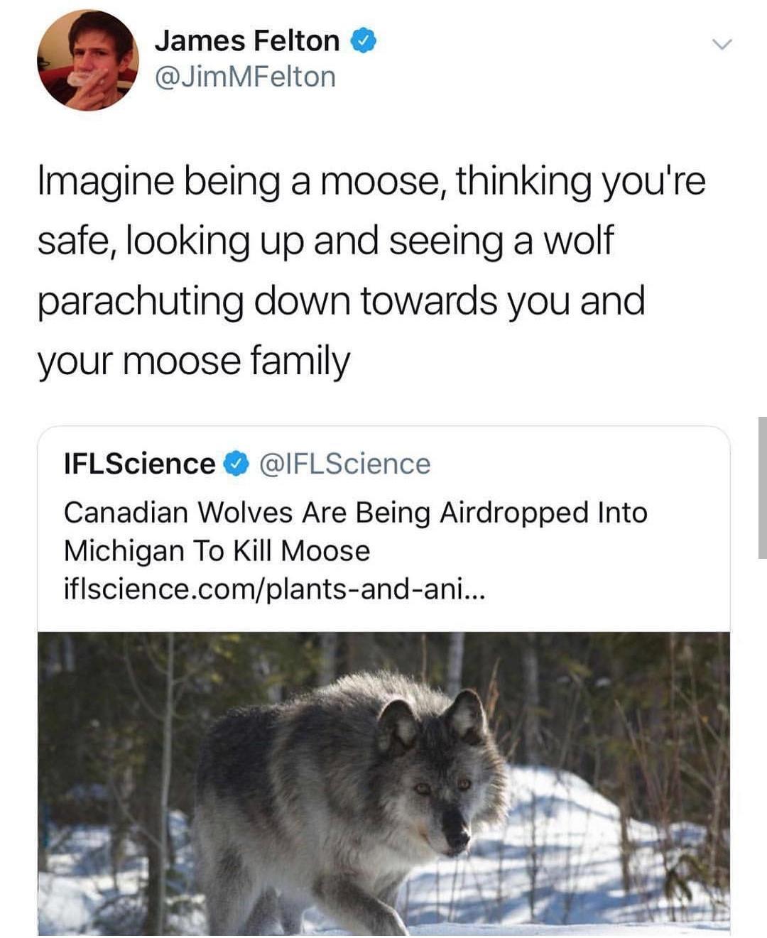 James Felton JimMFelton Imagine being a moose thinking youre safe looking up and seeing a wolf parachuting down towards you and your moose family IFLScience IFLScience Canadian Wolves Are Being Airdropped Into Michigan To Kill Moose iflsciencecomplants and ani