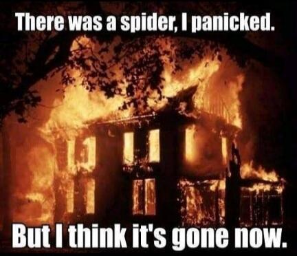 There was a spider, I panicked. But I think it's gone now.