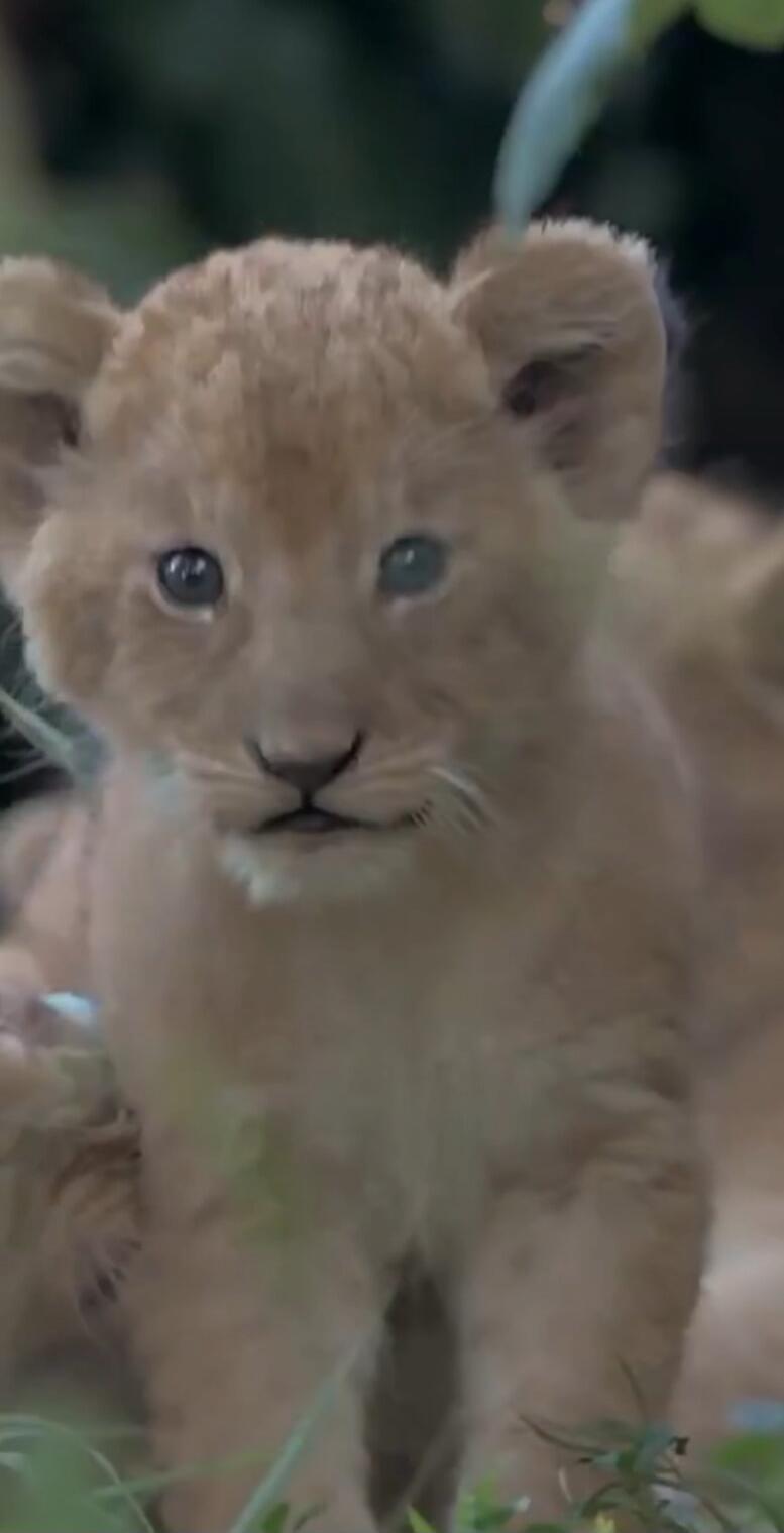 Lion cub looking at the camera