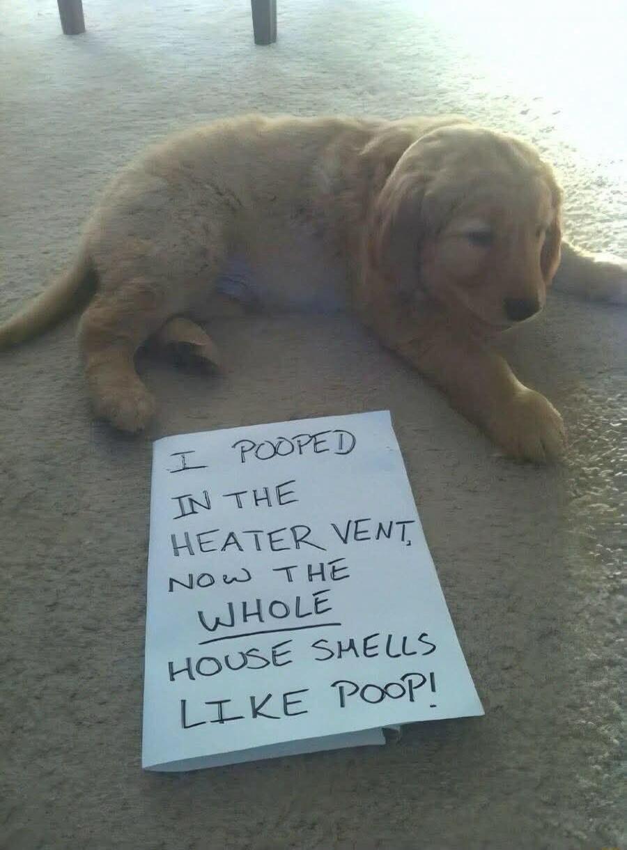I POOPED IN THE HEATER VENT, NOW THE WHOLE HOUSE SMELLS LIKE POOP!