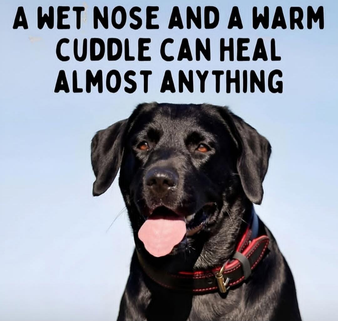 A wet nose and a warm cuddle can heal almost anything