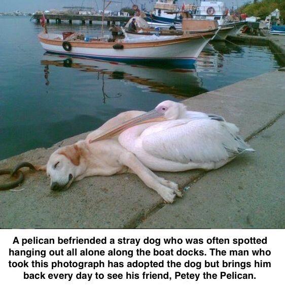 A pelican befriended a stray dog who was often spotted hanging out all alone along the boat docks The man who took this photograph has adopted the dog but brings him back every day to see his friend Petey the Pelican