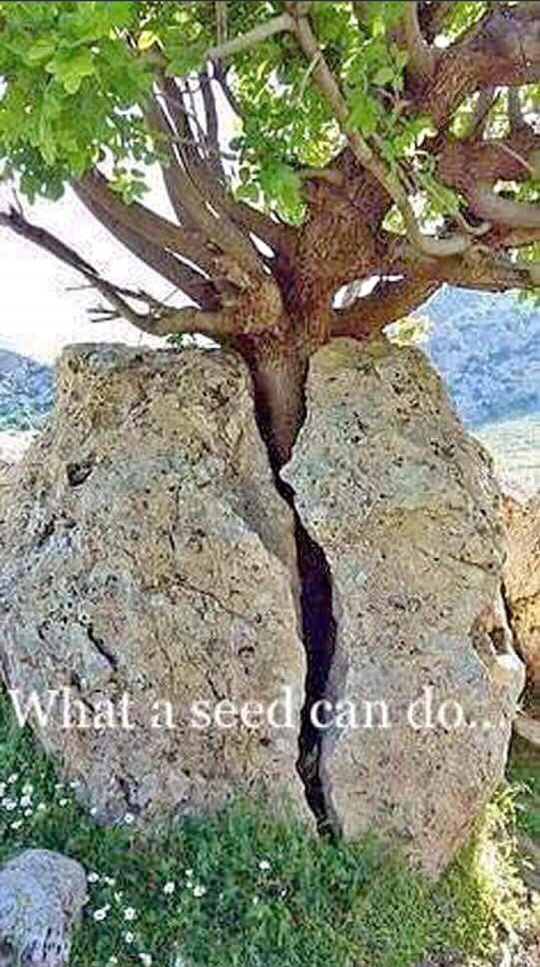 What a seed can do.