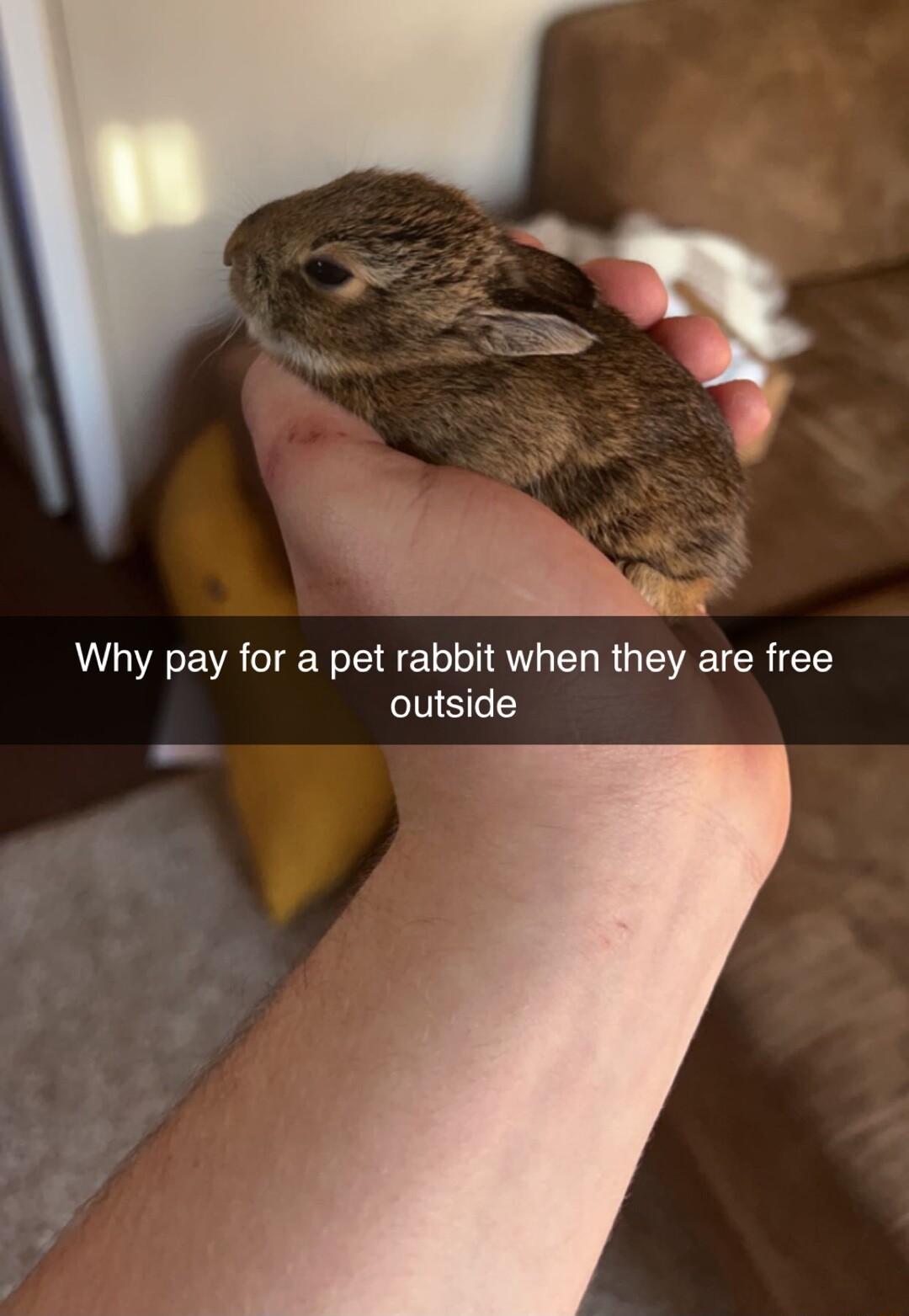 e Why pay for a pet rabbit when they are free outside