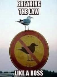 BREAKING THE LAW LIKE A BOSS