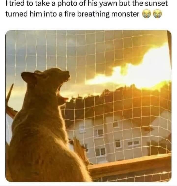 I tried to take a photo of his yawn but the sunset turned him into a fire breathing monster 😂😭