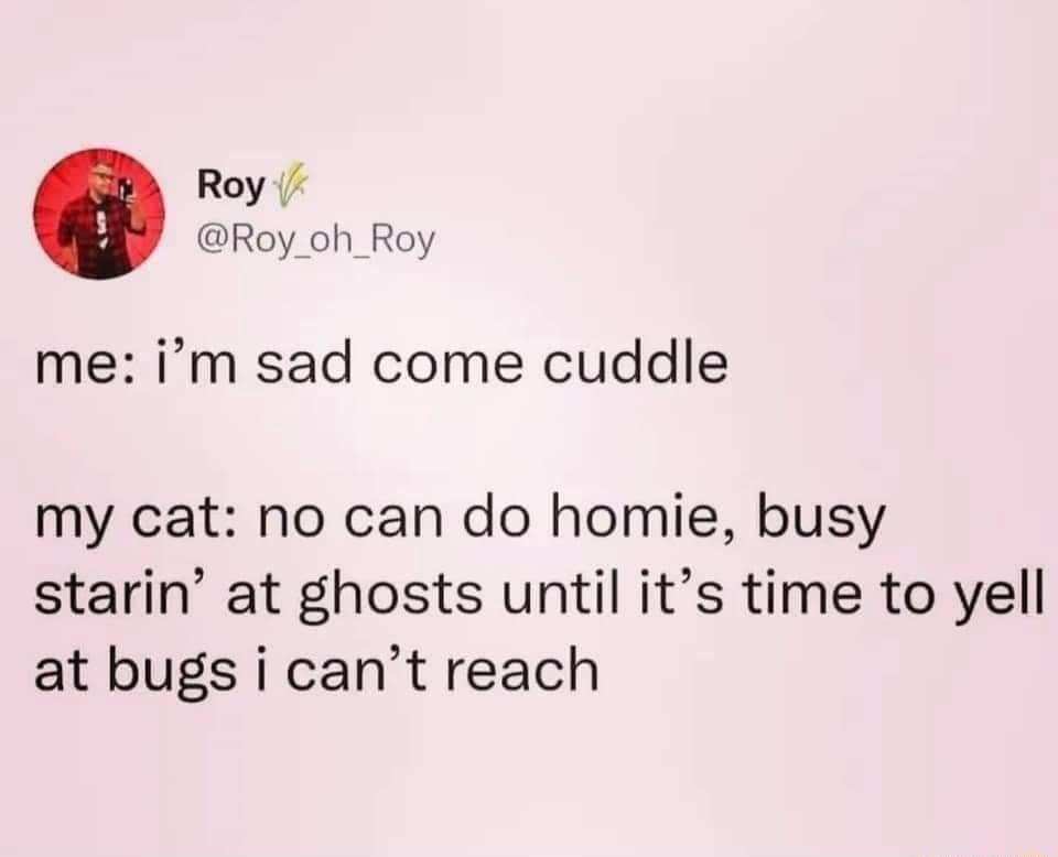 Roy Roy_oh_Roy me im sad come cuddle my cat no can do homie busy starin at ghosts until its time to yell at bugs i cant reach