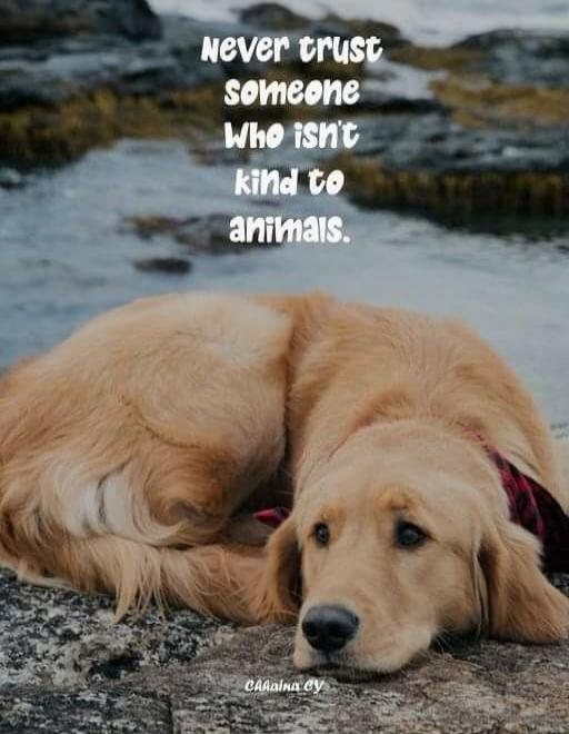 Never trust someone Who isn't kind to animals.