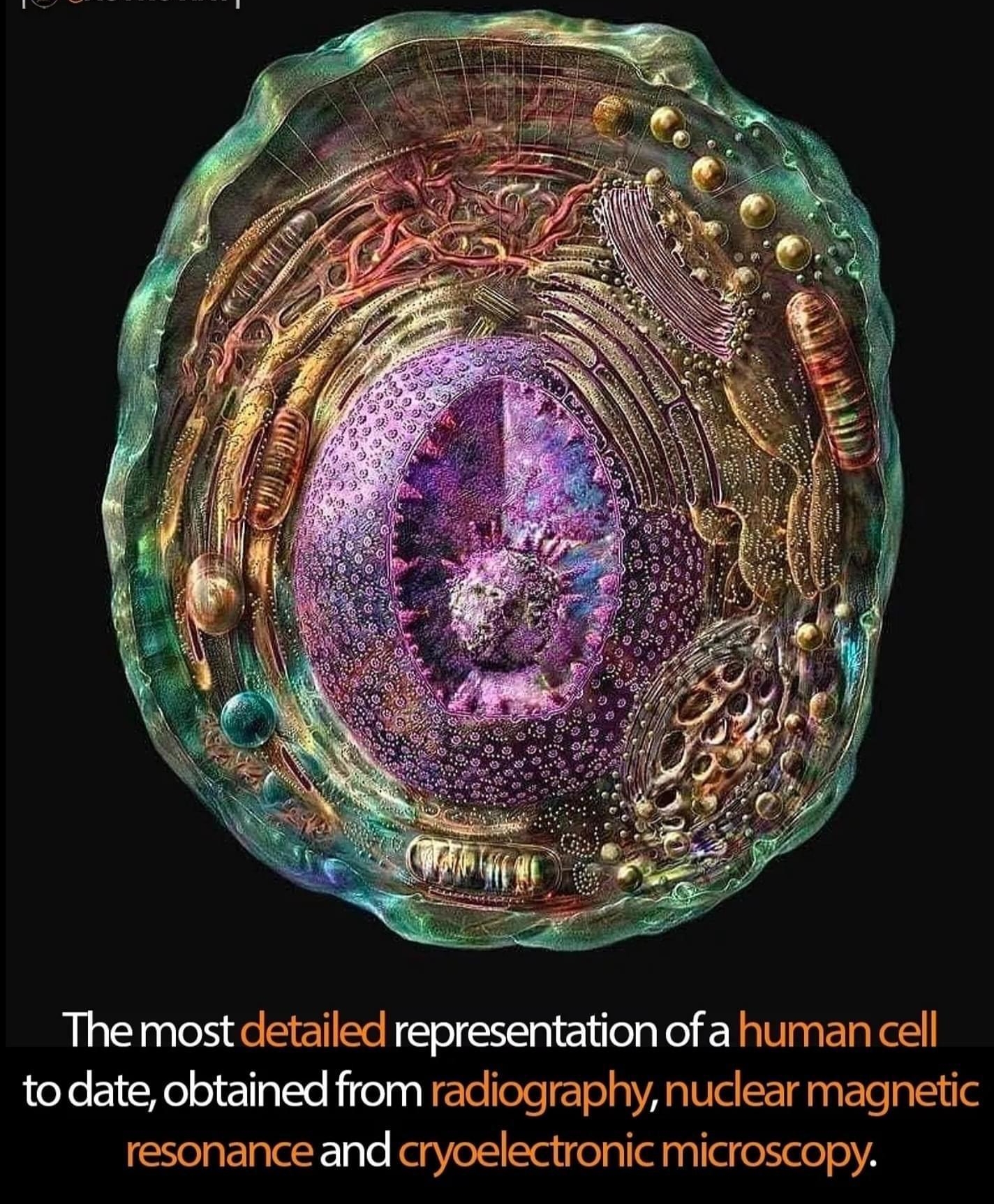 The most detailed representation of a human cell to date obtained from radiography nuclear magnetic resonance and cryoelectronic microscopy