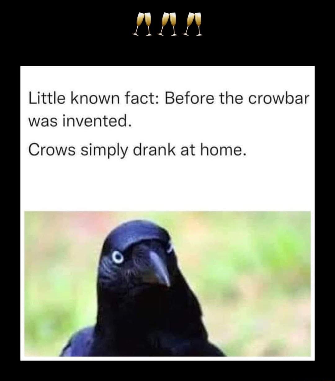 Little known fact Before the crowbar was invented Crows simply drank at home