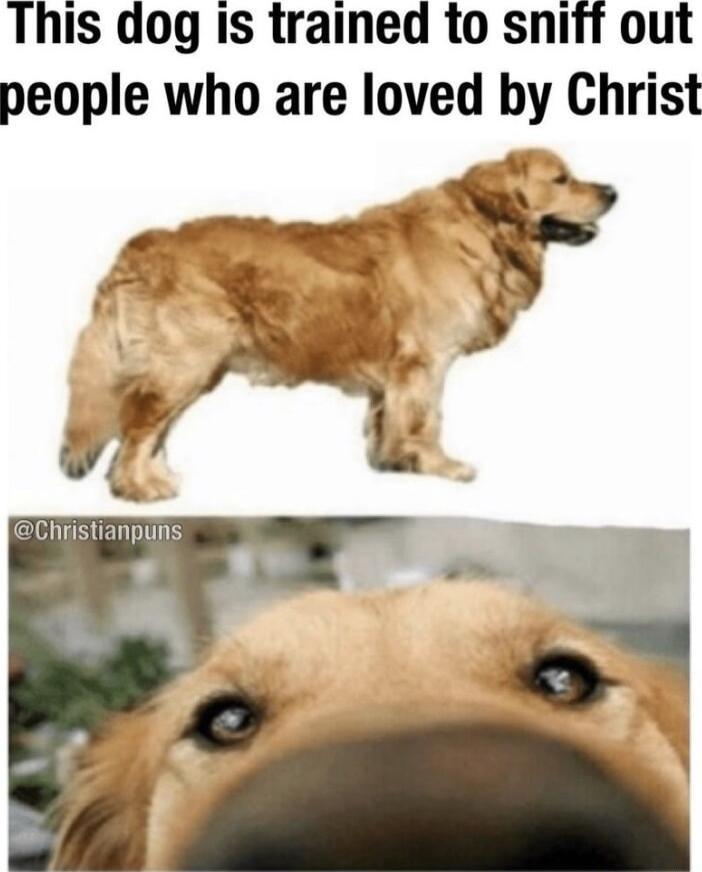 This dog is trained to sniff out people who are loved by Christ