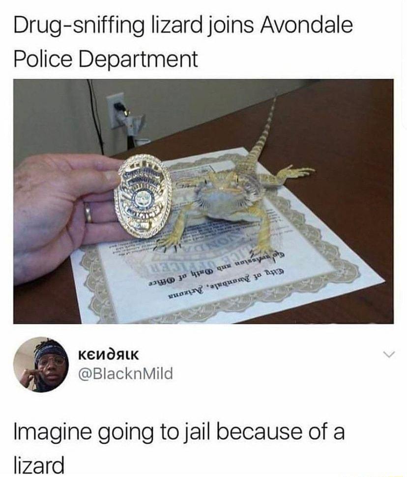 Drug sniffing lizard joins Avondale Police Department b KENOAIK BlacknMild Imagine going to jail because of a lizard