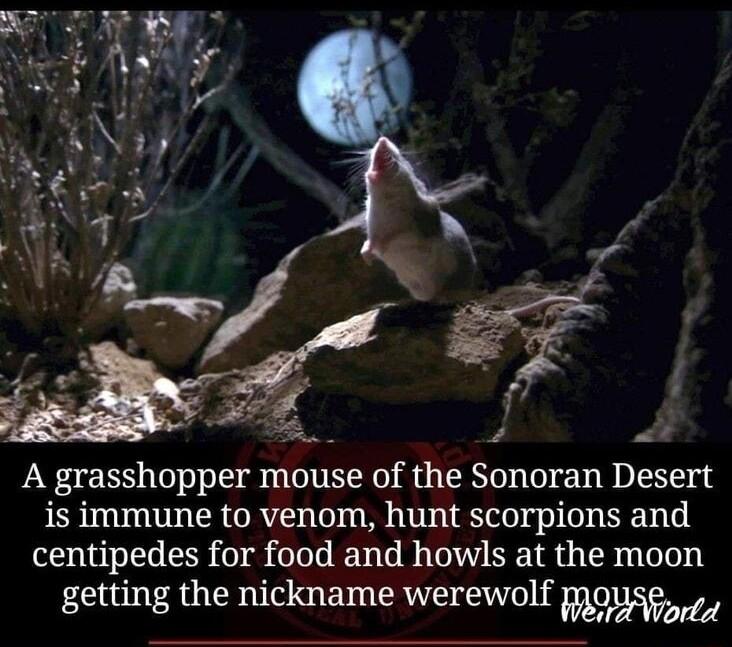 4 P A grasshopper mouse of the Sonoran Desert is immune to venom hunt scorpions and centipedes for food and howls at the moon getting the nickname werewolf OSortn