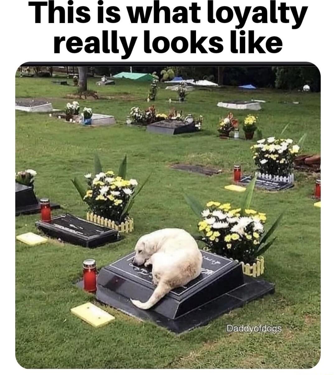 really looks like Daddybigags