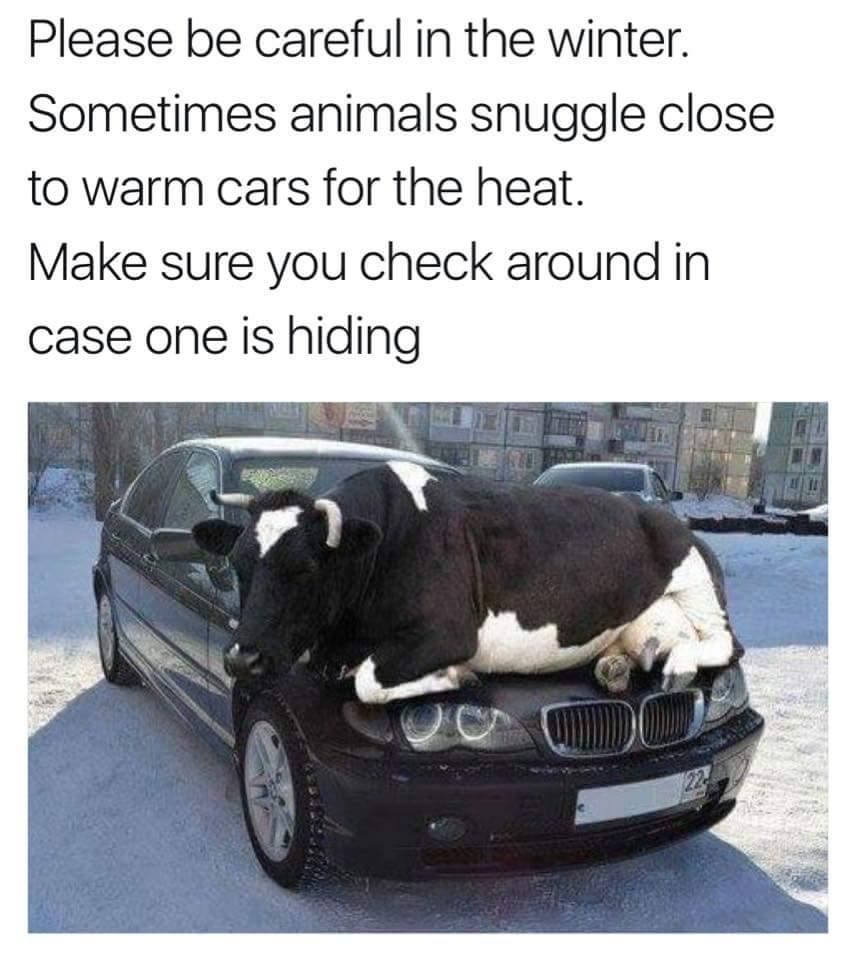 Please be careful in the winter Sometimes animals snuggle close to warm cars for the heat Make sure you check around in case one is hiding