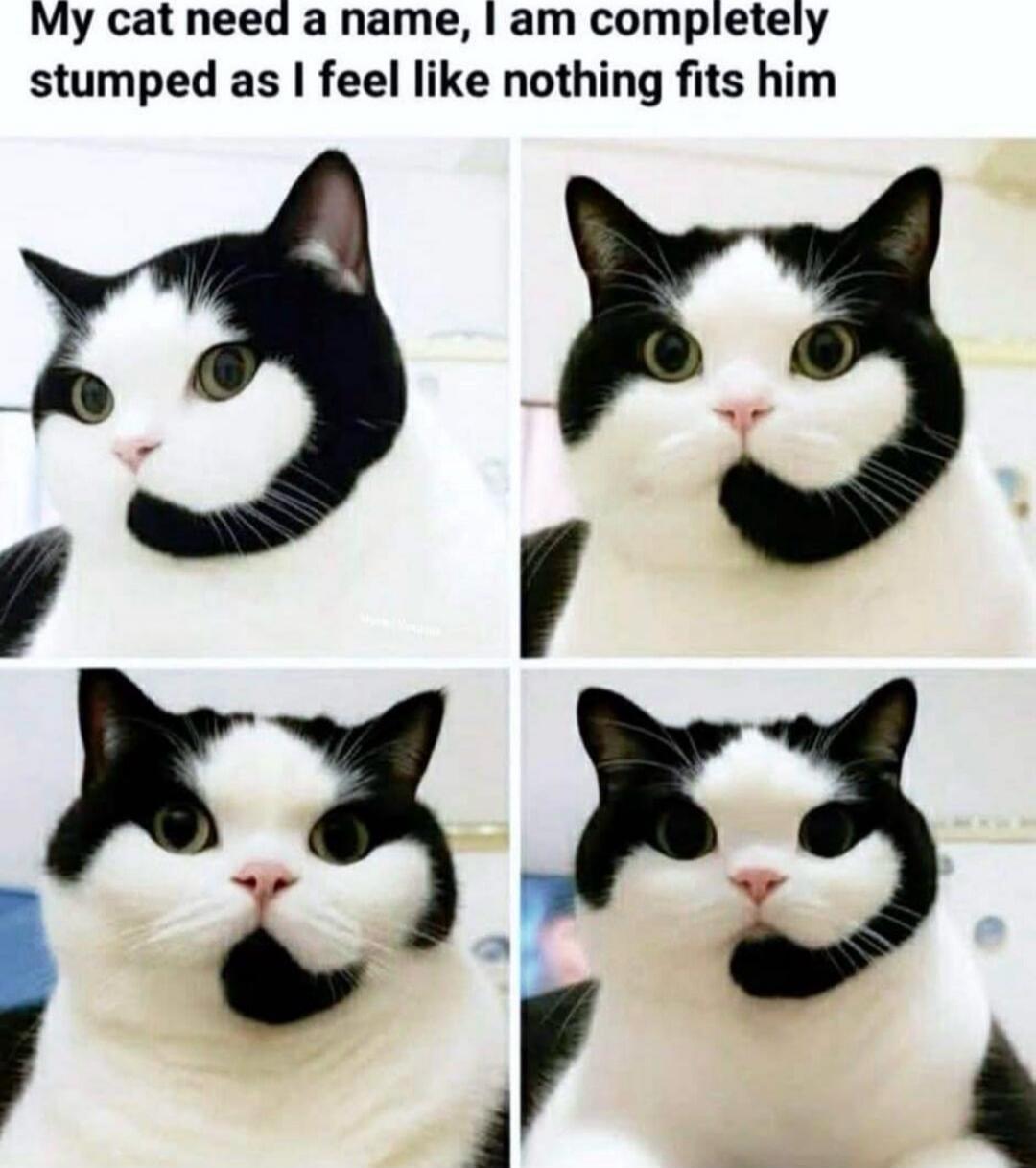 My cat need a name, I am completely stumped as I feel like nothing fits him