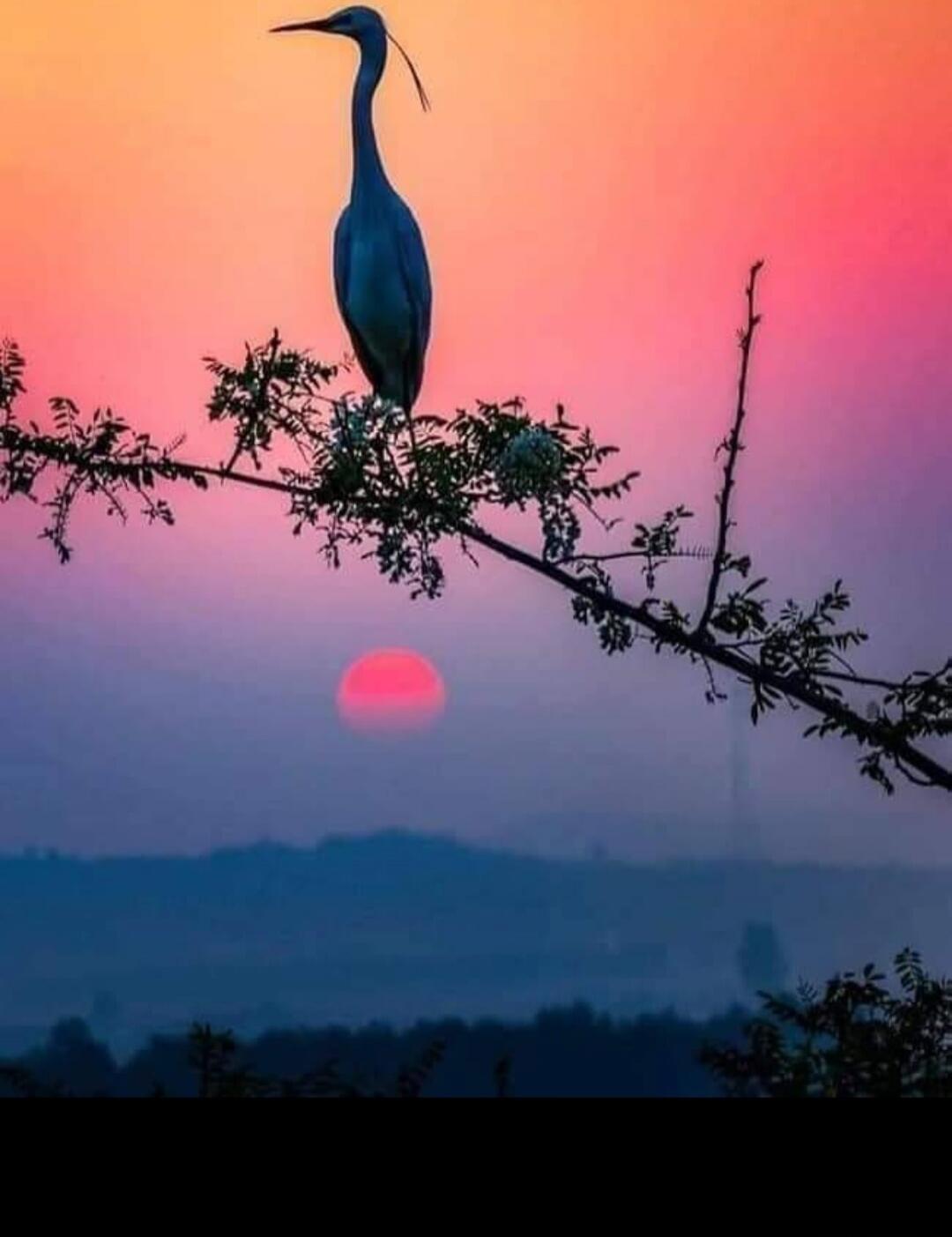 Silhouette of a heron perched on a branch during sunset.