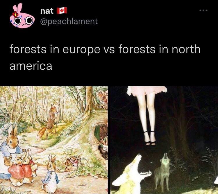 ETE IS EET T TN forests in europe vs forests in north america