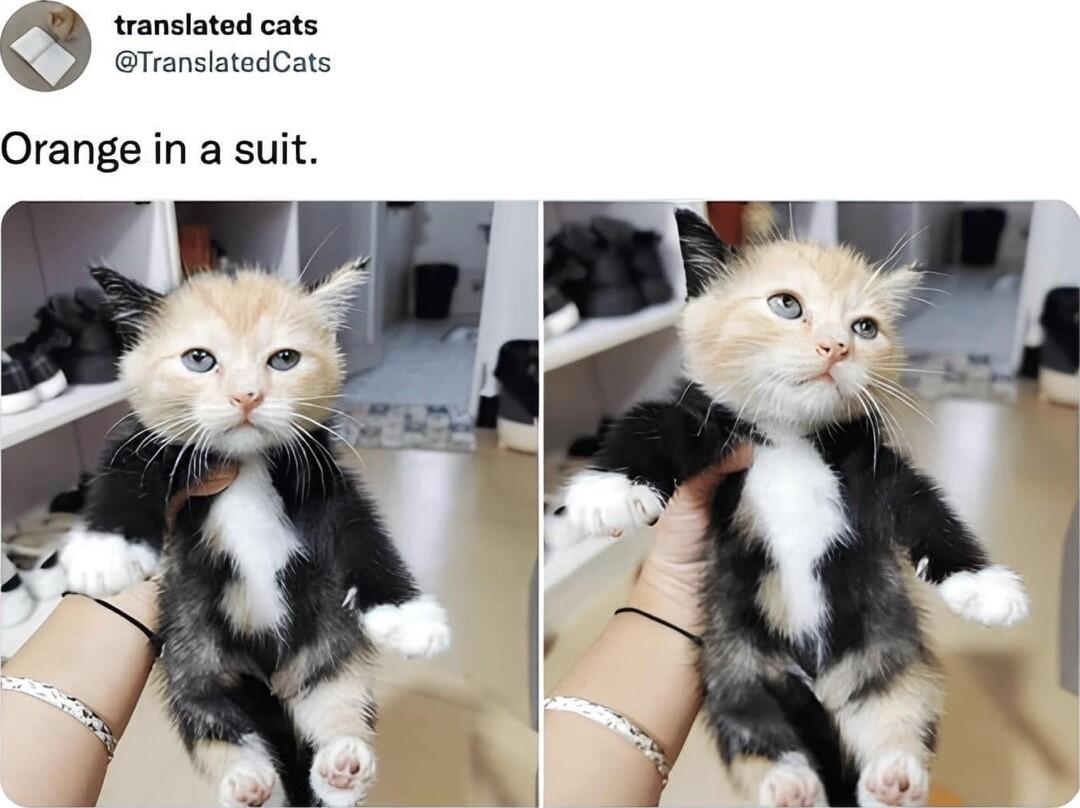 translated cats TranslatedCats Orange in a suit