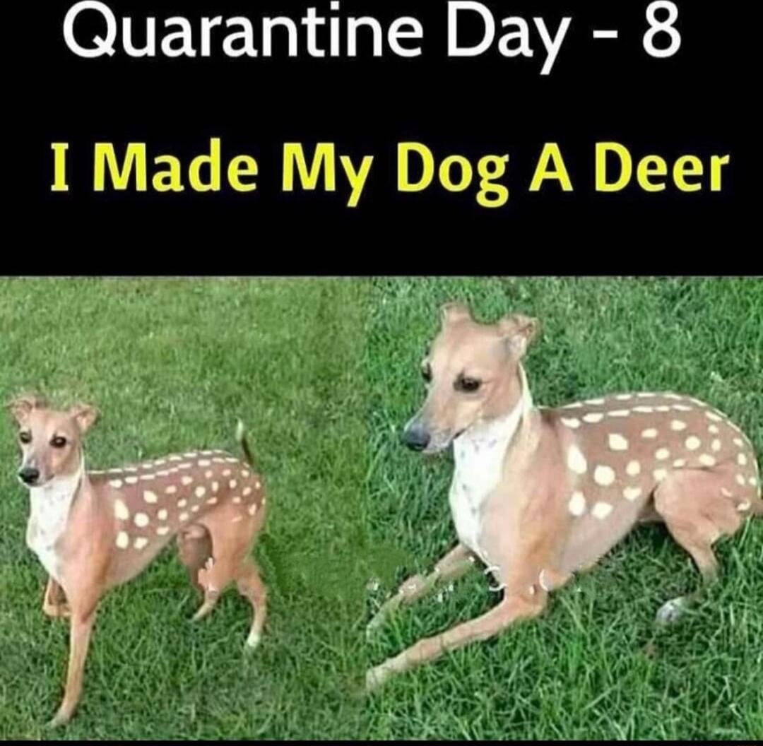 QIETEL S DEIVER I Made My Dog A Deer