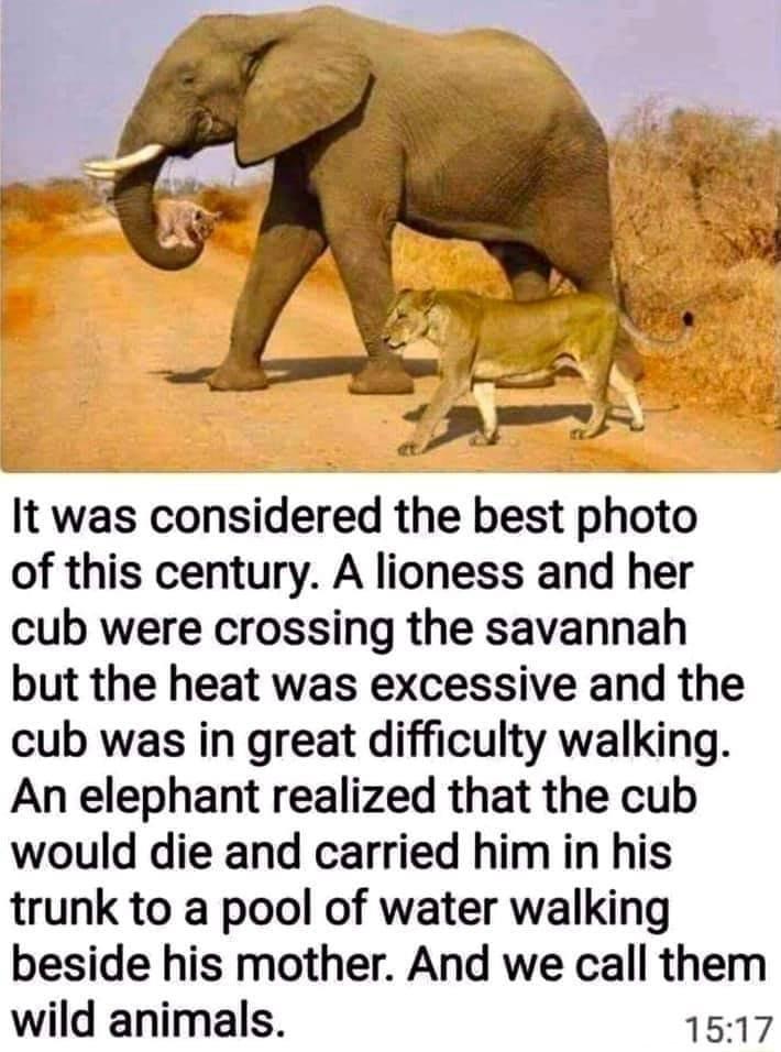 IS It was considered the best photo of this century A lioness and her cub were crossing the savannah but the heat was excessive and the cub was in great difficulty walking An elephant realized that the cub would die and carried him in his trunk to a pool of water walking beside his mother And we call them wild animals 1517